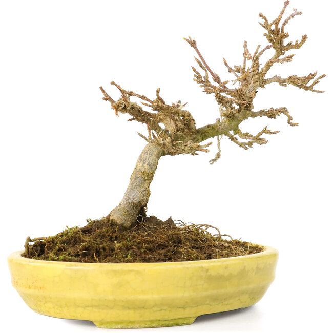 Acer buergerianum, 12,3 cm, ± 20 Jahre alt, mit kleinen Blättern in einem zerbrochenen Topf