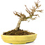 Acer buergerianum, 12,3 cm, ± 20 anni, con piccole foglie in vaso rotto