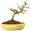 Acer buergerianum, 12,3 cm, ± 20 ans, avec de petites feuilles dans un pot cassé