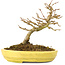 Acer buergerianum, 12,3 cm, ± 20 anni, con piccole foglie in vaso rotto