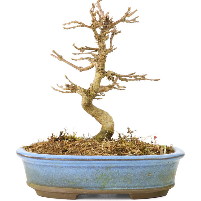 Acer buergerianum, 11 cm, ± 20 anni, con foglie piccole