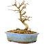 Acer buergerianum, 11 cm, ± 20 anni, con foglie piccole