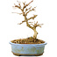 Acer buergerianum, 11 cm, ± 20 anni, con foglie piccole