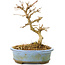 Acer buergerianum, 11 cm, ± 20 ans, à petites feuilles