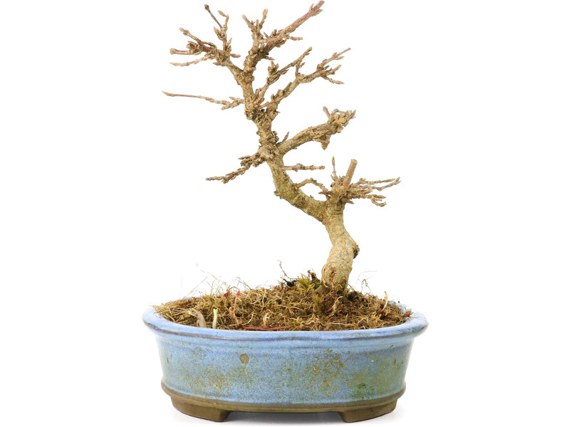 Acer buergerianum, 11 cm, ± 20 Jahre alt, mit kleinen Blättern