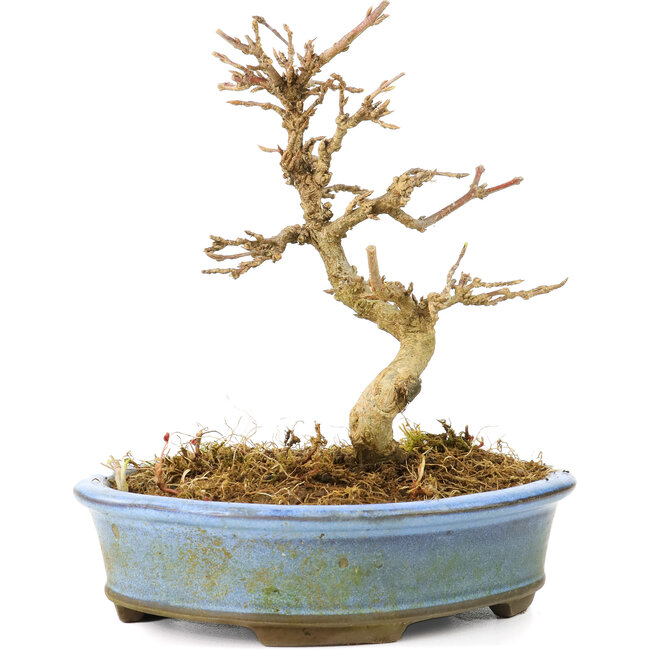 Acer buergerianum, 11 cm, ± 20 Jahre alt, mit kleinen Blättern