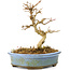 Acer buergerianum, 11 cm, ± 20 anni, con foglie piccole