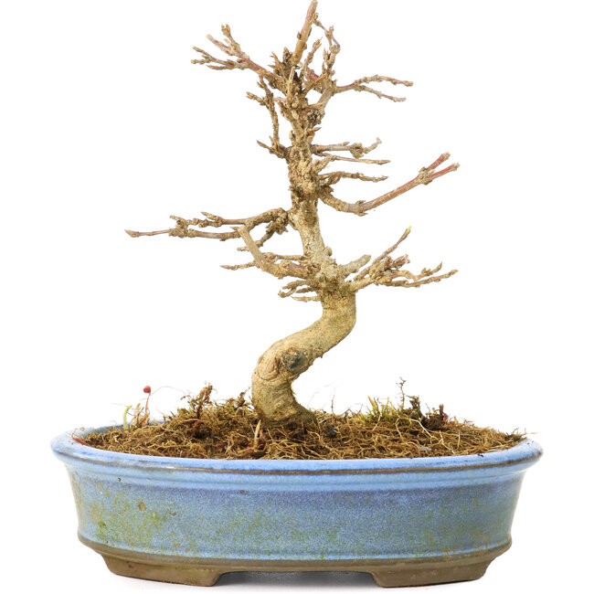 Acer buergerianum, 11 cm, ± 20 years old, with small leaves