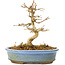 Acer buergerianum, 11 cm, ± 20 Jahre alt, mit kleinen Blättern