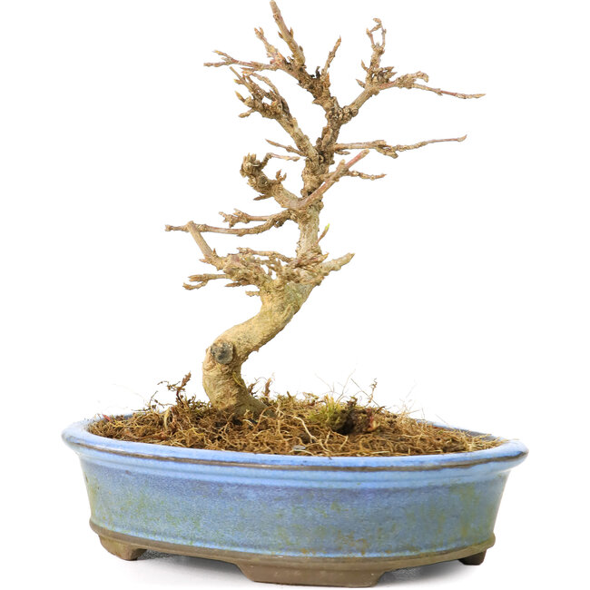 Acer buergerianum, 11 cm, ± 20 años, con hojas pequeñas