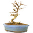 Acer buergerianum, 11 cm, ± 20 anni, con foglie piccole