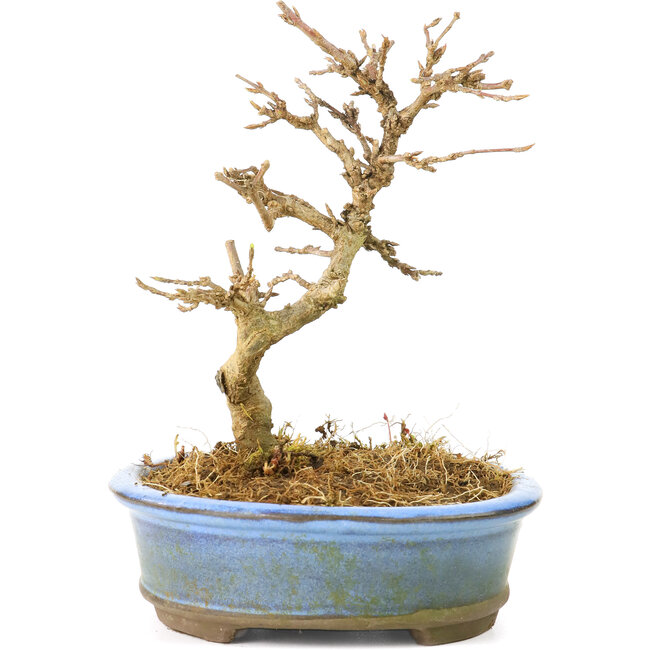 Acer buergerianum, 11 cm, ± 20 Jahre alt, mit kleinen Blättern