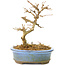 Acer buergerianum, 11 cm, ± 20 anni, con foglie piccole