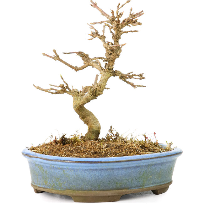 Acer buergerianum, 11 cm, ± 20 years old, with small leaves