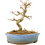 Acer buergerianum, 11 cm, ± 20 anni, con foglie piccole