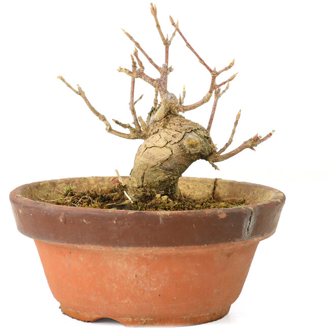 Acer buergerianum, 7 cm, ± 20 Jahre alt