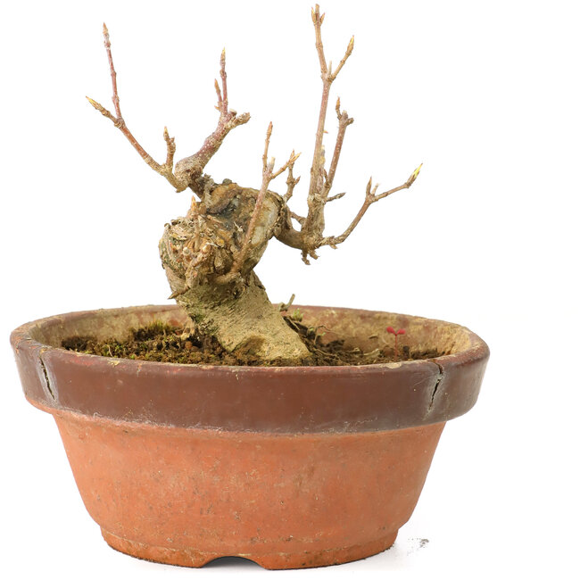 Acer buergerianum, 7 cm, ± 20 jaar oud