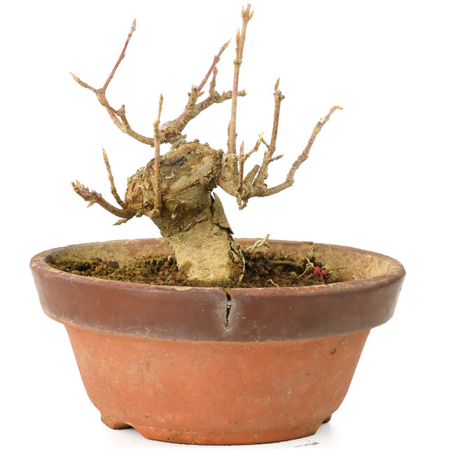 Acer buergerianum, 7 cm, ± 20 Jahre alt