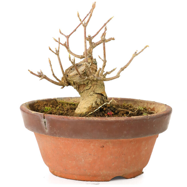 Acer buergerianum, 7 cm, ± 20 anni