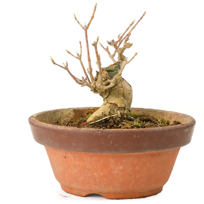 Acer buergerianum, 7 cm, ± 20 jaar oud