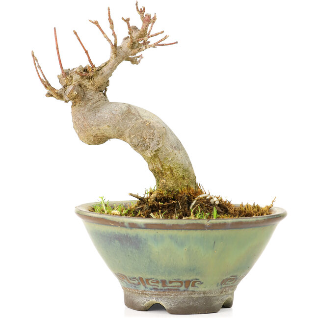 Acer buergerianum, 9 cm, ± 20 jaar oud