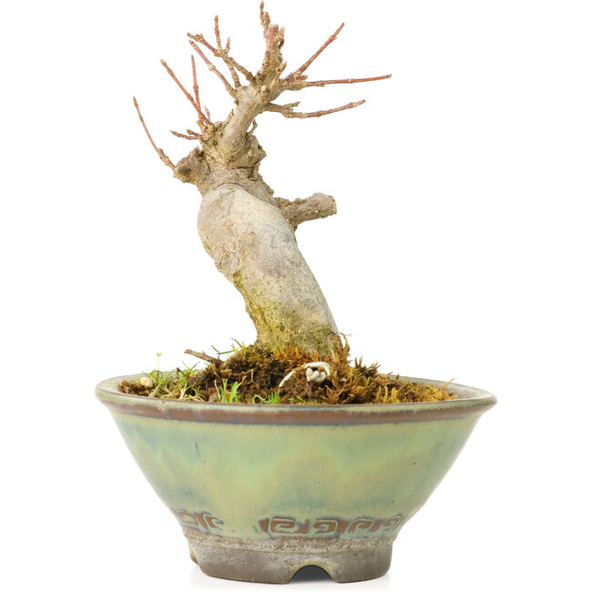 Acer buergerianum, 9 cm, ± 20 jaar oud