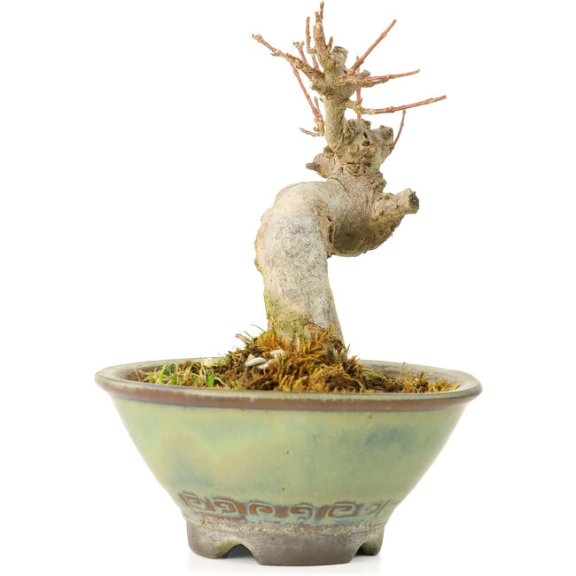 Acer buergerianum, 9 cm, ± 20 years old