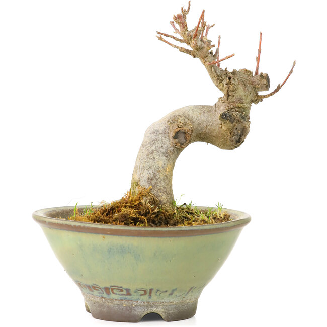 Acer buergerianum, 9 cm, ± 20 Jahre alt