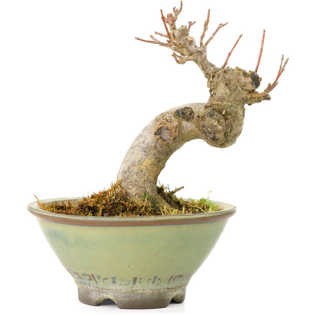 Acer buergerianum, 9 cm, ± 20 years old