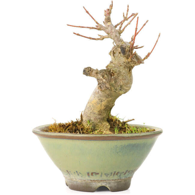 Acer buergerianum, 9 cm, ± 20 jaar oud