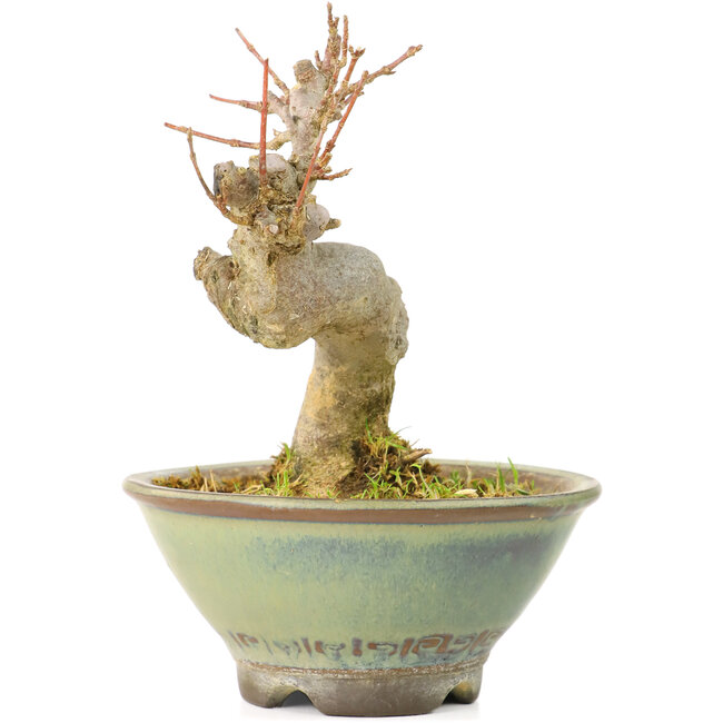 Acer buergerianum, 9 cm, ± 20 años