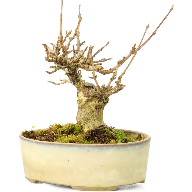 Acer buergerianum, 9,5 cm, ± 20 anni