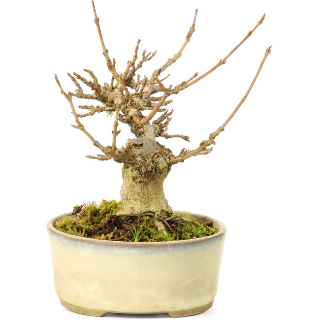 Acer buergerianum, 9,5 cm, ± 20 años