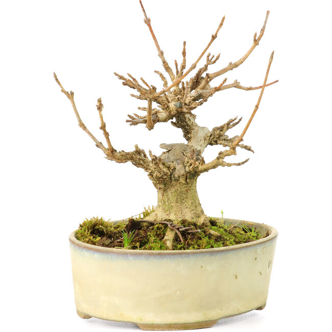 Acer buergerianum, 9,5 cm, ± 20 años