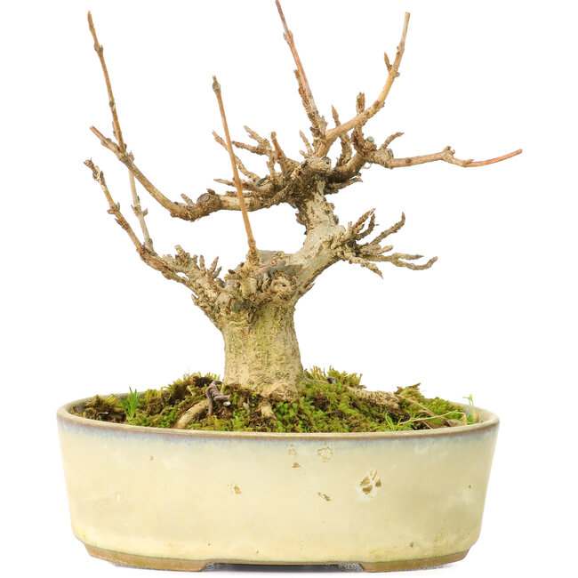 Acer buergerianum, 9,5 cm, ± 20 Jahre alt