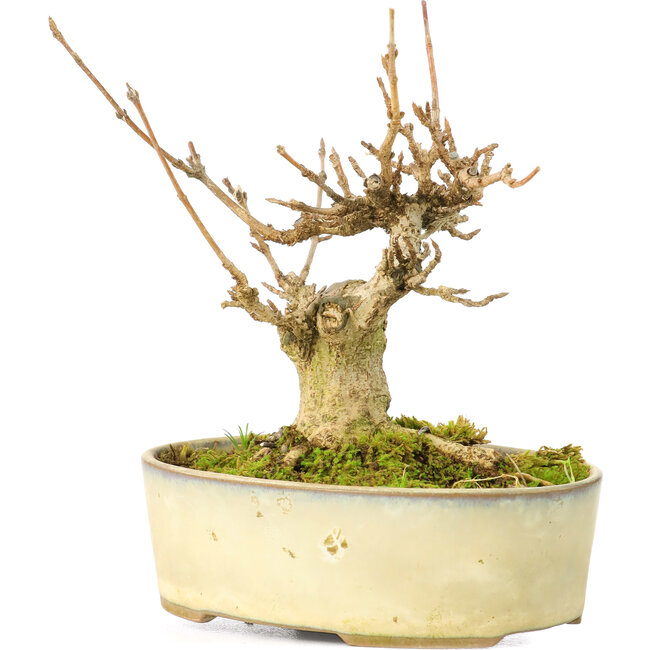 Acer buergerianum, 9,5 cm, ± 20 anni