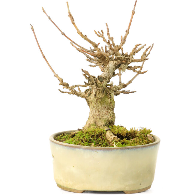 Acer buergerianum, 9,5 cm, ± 20 jaar oud