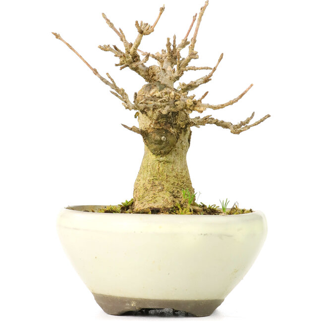 Acer buergerianum, 8 cm, ± 20 jaar oud