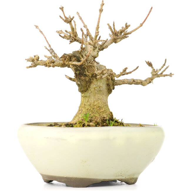 Acer buergerianum, 8 cm, ± 20 jaar oud