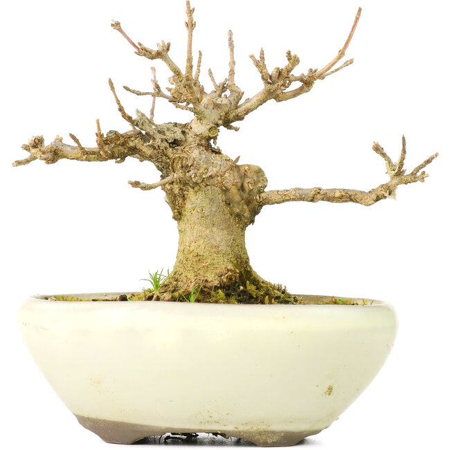 Acer buergerianum, 8 cm, ± 20 years old