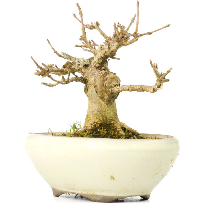 Acer buergerianum, 8 cm, ± 20 years old