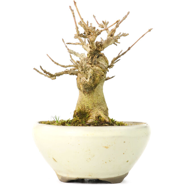 Acer buergerianum, 8 cm, ± 20 anni