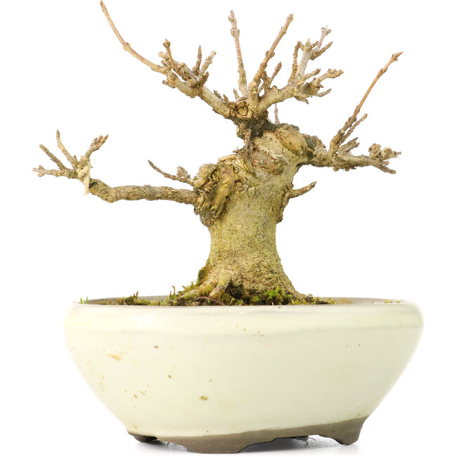 Acer buergerianum, 8 cm, ± 20 años