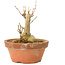 Acer buergerianum, 6,5 cm, ± 20 ans