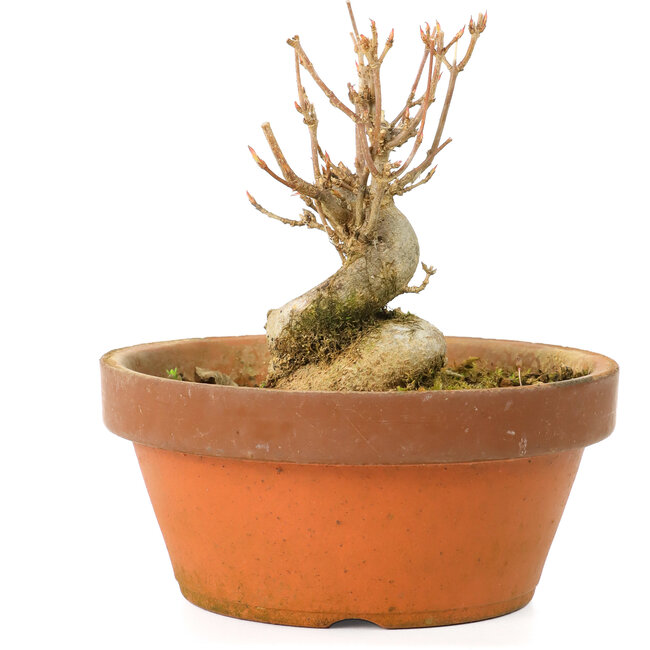 Acer buergerianum, 7,5 cm, ± 20 anni