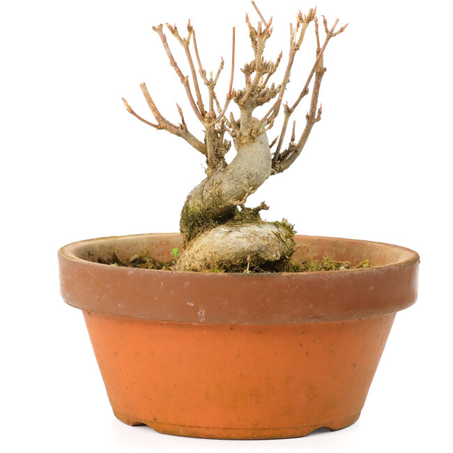 Acer buergerianum, 7,5 cm, ± 20 años