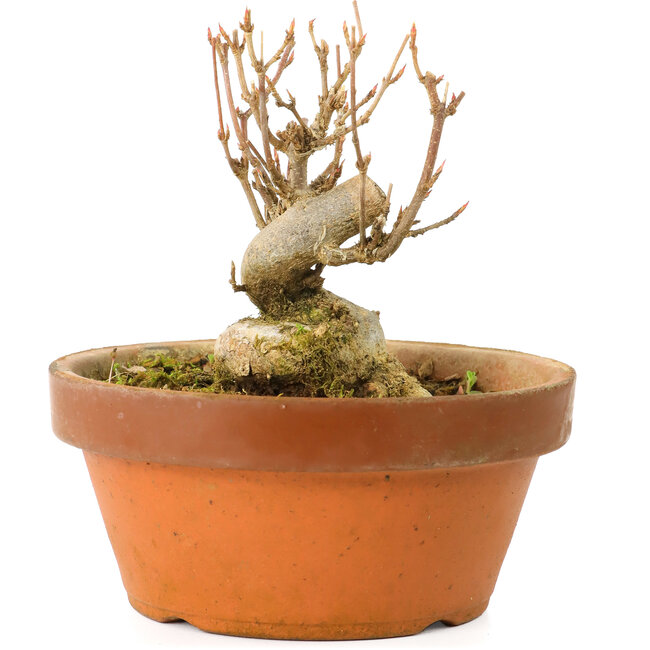 Acer buergerianum, 7,5 cm, ± 20 years old