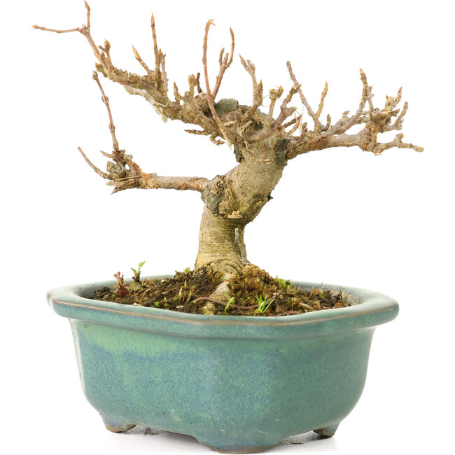 Acer buergerianum, 7,5 cm, ± 20 years old