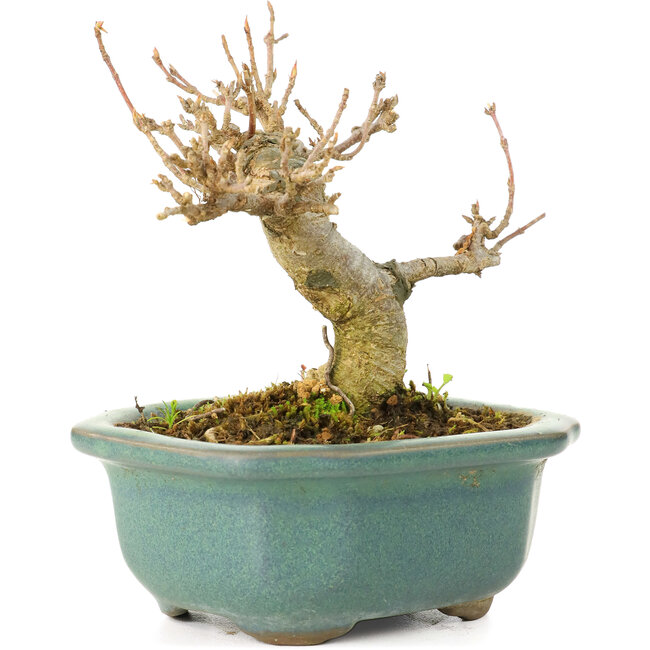 Acer buergerianum, 7,5 cm, ± 20 Jahre alt