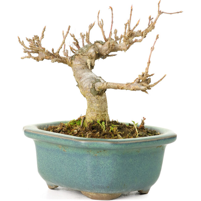 Acer buergerianum, 7,5 cm, ± 20 años